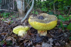 Boletus impolitus